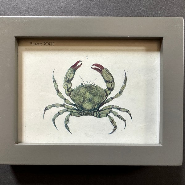 FRAMED c. 1907 GREEN CRAB lithograph • original antique print • crab print • Ocean print • sea life print of crustaceans • grey frame