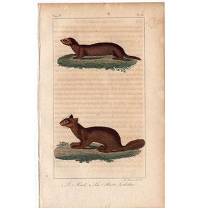 c. 1831 MINK & SABLE engraving •  original antique print • Buffon animal print •  semiaquatic carnivore • stoat print • weasels print