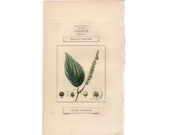 BLACK PEPPER print c. 1816 • original antique print • antique botanical • spice print • peppercorns print • Piper nigrum •  5.25 X 9"