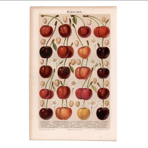 c. 1889 KERSEN-print • originele antieke print • kersenprint • fruitprint • steenfruitprint • botanische print van kersen • kersentaart