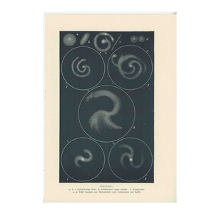 ca. 1890 SPIRAL NEBULA Druck • original antik Druck • Astronomie Druck • Himmeldruck • Galaxie Druck •