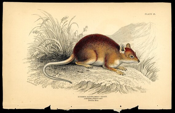 C. 1843 RAT Engraving - Original Antique Print • Rodent Print