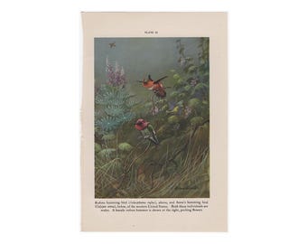 HUMMINGBIRDS lithograph c. 1934• original vintage print - bird print - ornithology - Anna's Hummingbird & Rufous Hummingbird print •