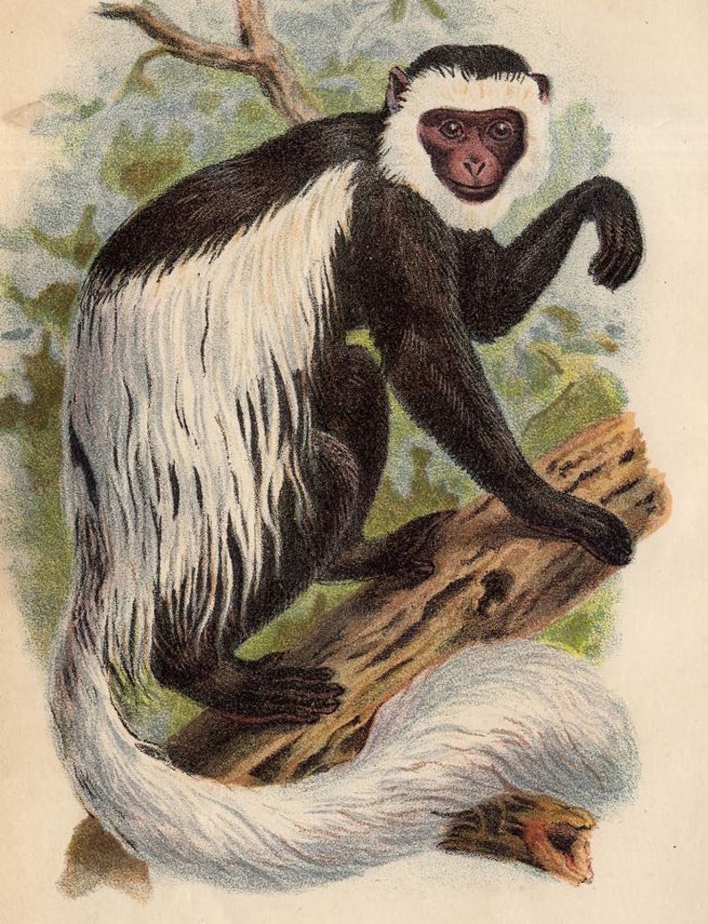 old world monkeys white tailed guereza primate from Lloyd\u2019s Natural History 1897 MONKEY ANTIQUE LITHOGRAPH original antique print c