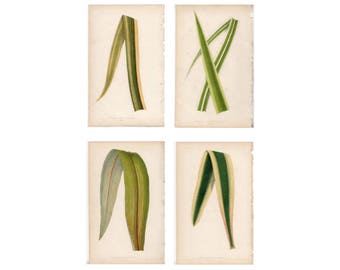 4 láminas antiguas de hojas, c. 1861 - litografías botánicas - láminas antiguas originales de Lowe - follaje de plantas hortícolas con hojas • juego de 4