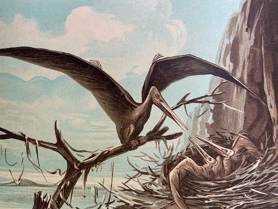 値下げします。ダンガンドレリトグラフ 希少！1902年頃のプテロダクティルのリトグラフ - 絶滅した動物の版画