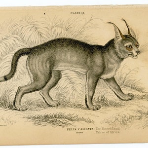 c. 1840 BOOTED LYNX engraving  • original antique print • wild cat print • safari • jardine animal print