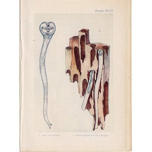 c. 1907 LITOGRAFÍA ANTIQUE SEA LIFE - grabado antiguo original - sea life marine beach ocean - conchas y gusanos de barco