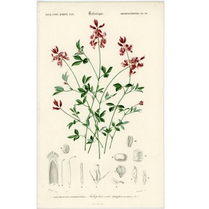 c. 1849 INDIGOFERA engraving original antique print botanical print D''Orbigny print hand colored engraving flowering plant image 1