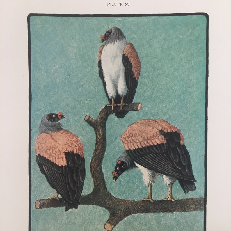 c ornithology art bird print original vintage lithograph bird of prey print King Vulture 1934 VULTURE PRINT