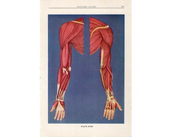 c 1940 ARMS lithograph • original vintage print • human anatomy • medical illustration • internal organs • arm anatomy • muscular system