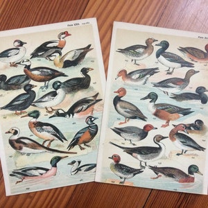 c. 1904 ANTIQUE BIRD LITHOGRAPHS - original antique bird prints - ornithology prints - water birds - ducks mallard waterbirds - set of 2