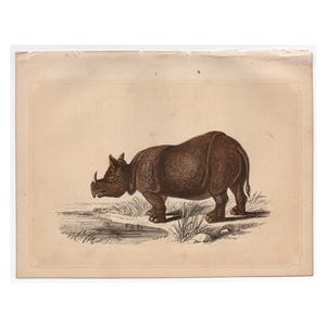 1900 Antique Lithograph of WILD ANIMALS. Elephant. Zebra. Tapir. Deer. Tiger. Leopard. Monkeys. Rhinoceros. Wolf. Bear. 124 Years Old Print - Etsy 1900 Antique Lithograph of WILD ANIMALS. Elephant. Zebra. Tapir. Deer. Tiger. Leopard. Monkeys. Rhinoceros. Wolf. Bear. 124 Years Old Print - Etsy