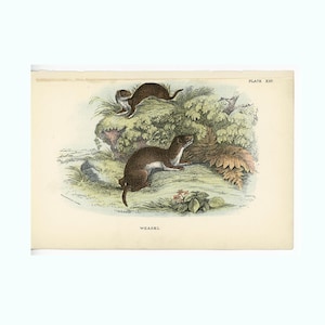 May include: An antique illustration of weasels in a natural habitat. Two brown weasels are depicted among green foliage and rocks. The artwork is on aged paper, with the text "WEASEL" at the bottom and "PLATE XIV" at the top.