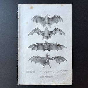 C. 1824 BATS lithograph • original antique print • chiroptera print • pipestrello • bat print • vampire print • chauve souris • roussette