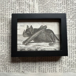 small! c. 1790 FRAMED BAT engraving • original antique print • Halloween decor bat print • easel backed & ready to display!