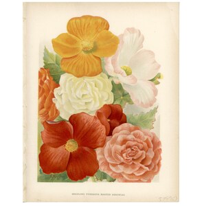 c. 1890 BEGONIAS lithograph • original antique print • flower print • bouquet print • botanical print • begonaiaflowers