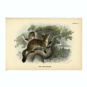 May include: An antique illustration of pine martens in a tree. The artwork features two brown martens with light-colored bellies, perched on a tree branch. The text "PLATE X" is in the upper right corner, and "THE PINE-MARTEN" is at the bottom.