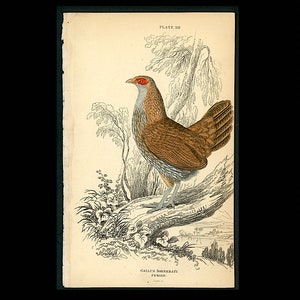 c. 1834 FEMALE GREY JUNGLEFOWL engraving • original antique print • hand colored Jardine print • game bird print • gallus sonnerati