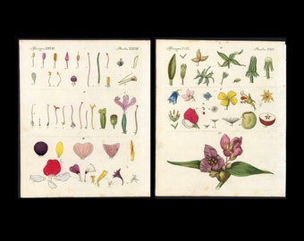 C. 1810 ANTIGUOS GRABADOS BOTÁNICOS • juego de 2 grabados antiguos originales - Bertuch • flores • grabados de botánica • grabados botánicos
