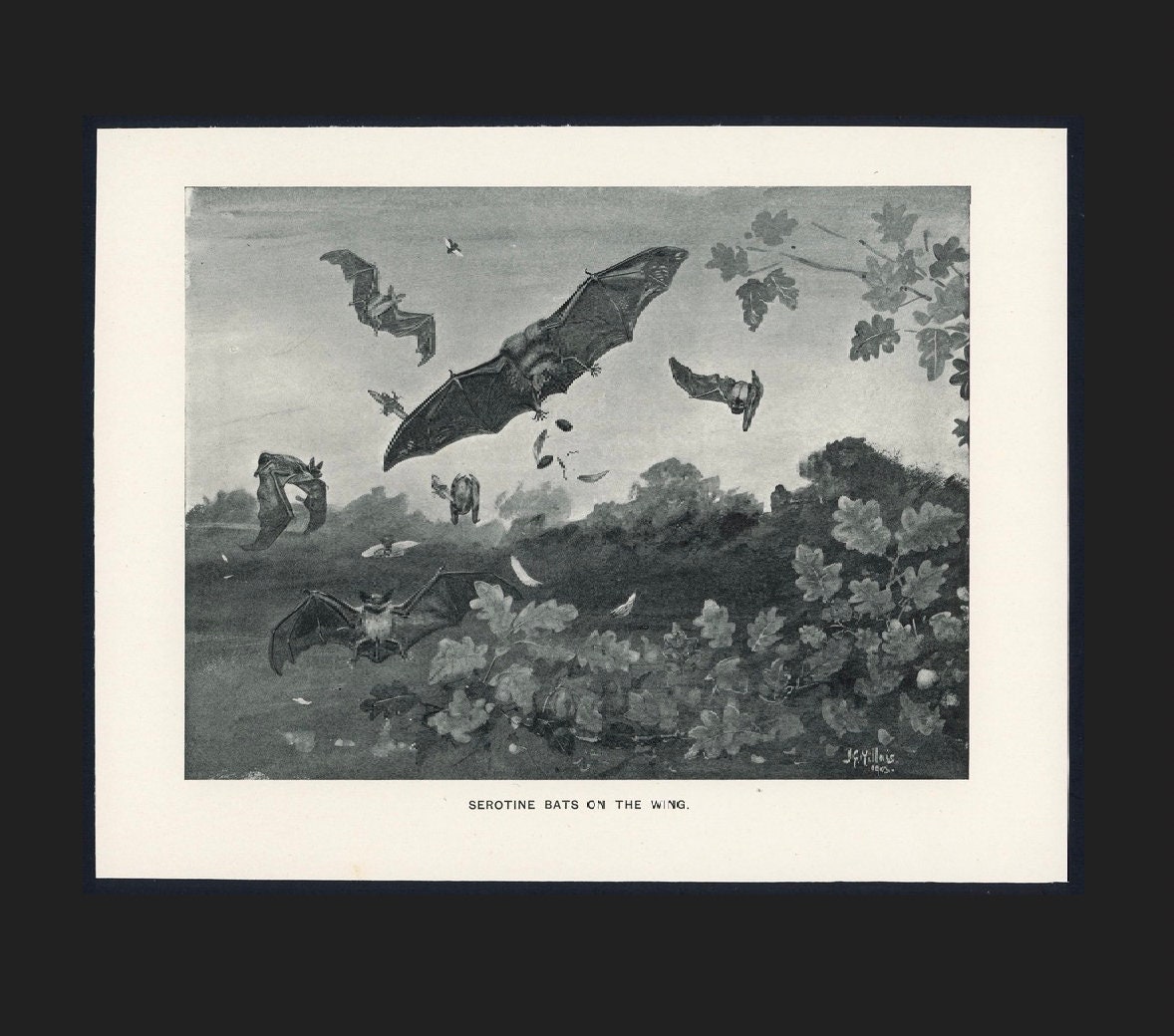 C. Lithographie NATTERER'S & DAUBENTON'S BATS des années 1970 impression  vintage originale décor d'halloween impression de chauve-souris impression  Chiroptera chauve-souris vampire -  France