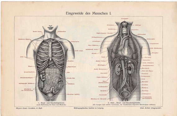 C. 1894 Litografia di ANATOMIA UMANA interiora umane stampa originale di  anatomia antica stampa medica -  Italia