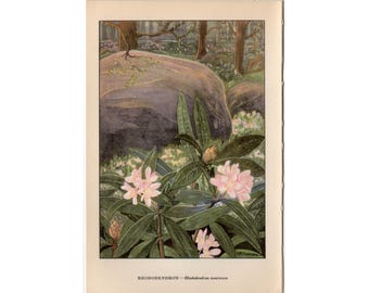 RHODODENDRON-lithografie c. 1930 • originele vintage print • roze bloemenprint • plantkunde • botanische print