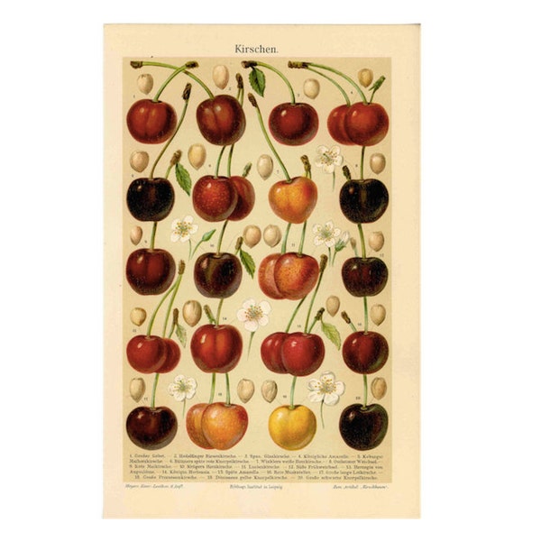 1889 CHERRY print - FRUIT print lithograph - original antique print - botanical fruits print of cherries