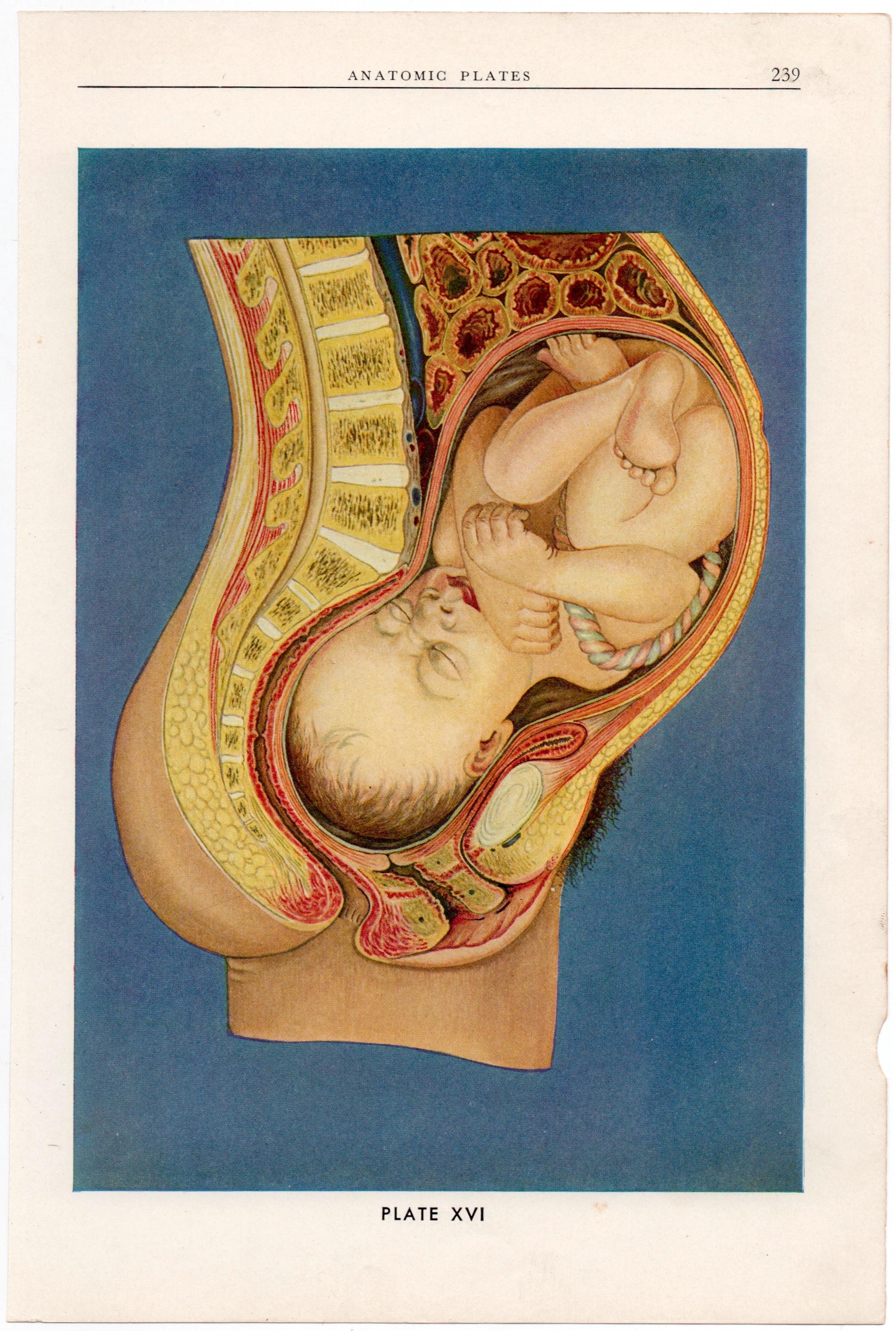 C. 1940 BABY IN WOMB Lithograph • Original Vintage Print • Human