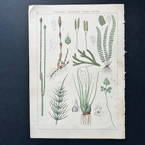 19thC ANTIQUE BOTANICAL lithograph - original antique print • flower print • antique botany - garden print • ferns