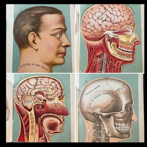 c. 1901 HEAD ANATOMY interactive lithograph • original antique print • medical illustration • 3D layers • human anatomy • layers of the head