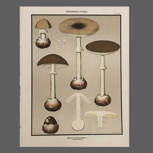 C. 1910 POISONOUS MUSHROOMS print • original antique print • poisonous mushroom print • amanita phalloides • poisonous fungi