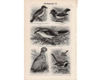 1955年ヴィンテージのヒメワシの版画、アンティーク鳥類学リトグラフ