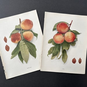 c. 1917 ANTIQUE PEACH lithographs • set of 2 original vintage prints • fruit botanical prints - lola & mamie ross peaches