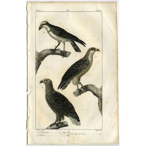 1817 RAPTORS - BIRDS of PREY engraving - original antique print - ornithology print • avian birds - Buffon animal print • buzzard & eagle