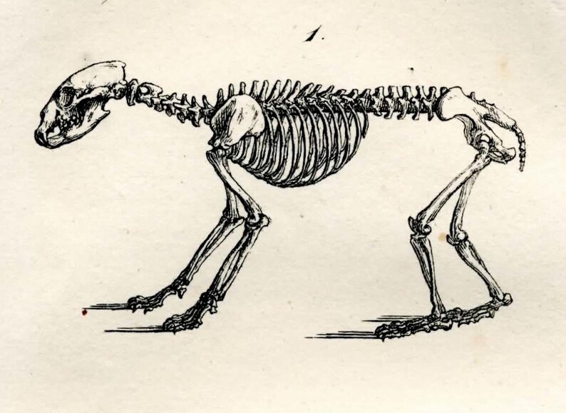 1817 ANIMAL SKELETONS bear & raccoon original antique anatomy | Etsy