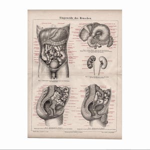 H. 1875 HUMAN ANATOMY Druck • antiker Originaldruck • medizinische Illustration • Darm • Bauchorgane • Geschenk für Arzt