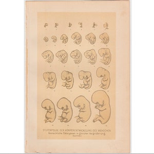c. 1898 HUMAN EMBRYO DEVELOPMENT lithograph • original antique print • human anatomy • medical illustration • sizes of fetus print