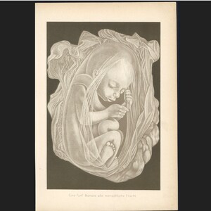C. 1887 HUMAN FETUS lithograph • original antique print • human anatomy • fetal anatomy • medical illustration  5 month fetus - Mother&#39;s Day