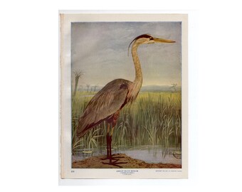 c. 1914 GREAT BLUE HERON lithograph • original antique print • wading bird print • ibis bird print • Audubon • photolitho