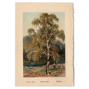 c. 1888 SILVER BIRCH TREE lithograph • original antique print • tree print • plant print • botanical print • trees print • 5 X 7&quot;