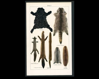 ANIMAL PELTS lithograph c. 1910 • original antique print • animal skins - fur from...lamb raccoon squirrel marten mink chinchilla muskrat