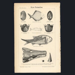 c. 1894 PERMAIN FORMATION print • original antique print • geologic period • prehistoric life • fossil print • paleontology print • geology
