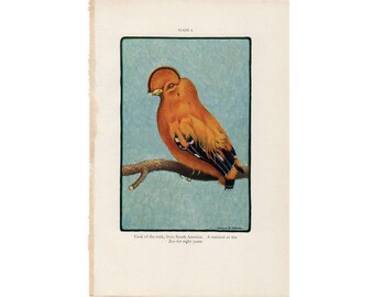 c. 1934 COCK of the ROCK BIRD lithograph -  original vintage bird print - from South America - Zoo animal from National Zoological Park
