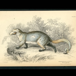 c. 1836 PARADOXURUS DUBIUS engraving •  original antique print • antique animal print • hand colored • Jardine animal engraving •