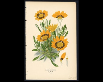 c. 1896 GAZANIA SPLENDENS lithograph • original antique print • botanical print • flower print • bouquet • floral print • Edward Step •