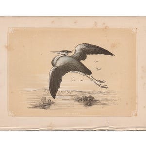 c.1853 HERON Druck - antiker Druck - kleiner Tierdruck • Wasservogel Druck • Watvogel Druck