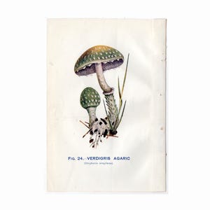 c. 1930 VERDIGRIS AGARIC MUSHROOM print • original vintage print • toadstool • fungus print • poisonous mushrooms • blue green stropharia