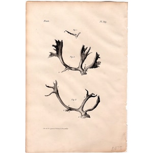 c. 1830 ANTLERS engraving • original antique print • animal anatomy print • deer antlers • elk antlers • antler print • animal horns print