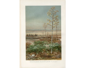 c. 1882 TURKESTAN UMBEL print • original antique print • landscape print • unusual botanical print • exotic botany